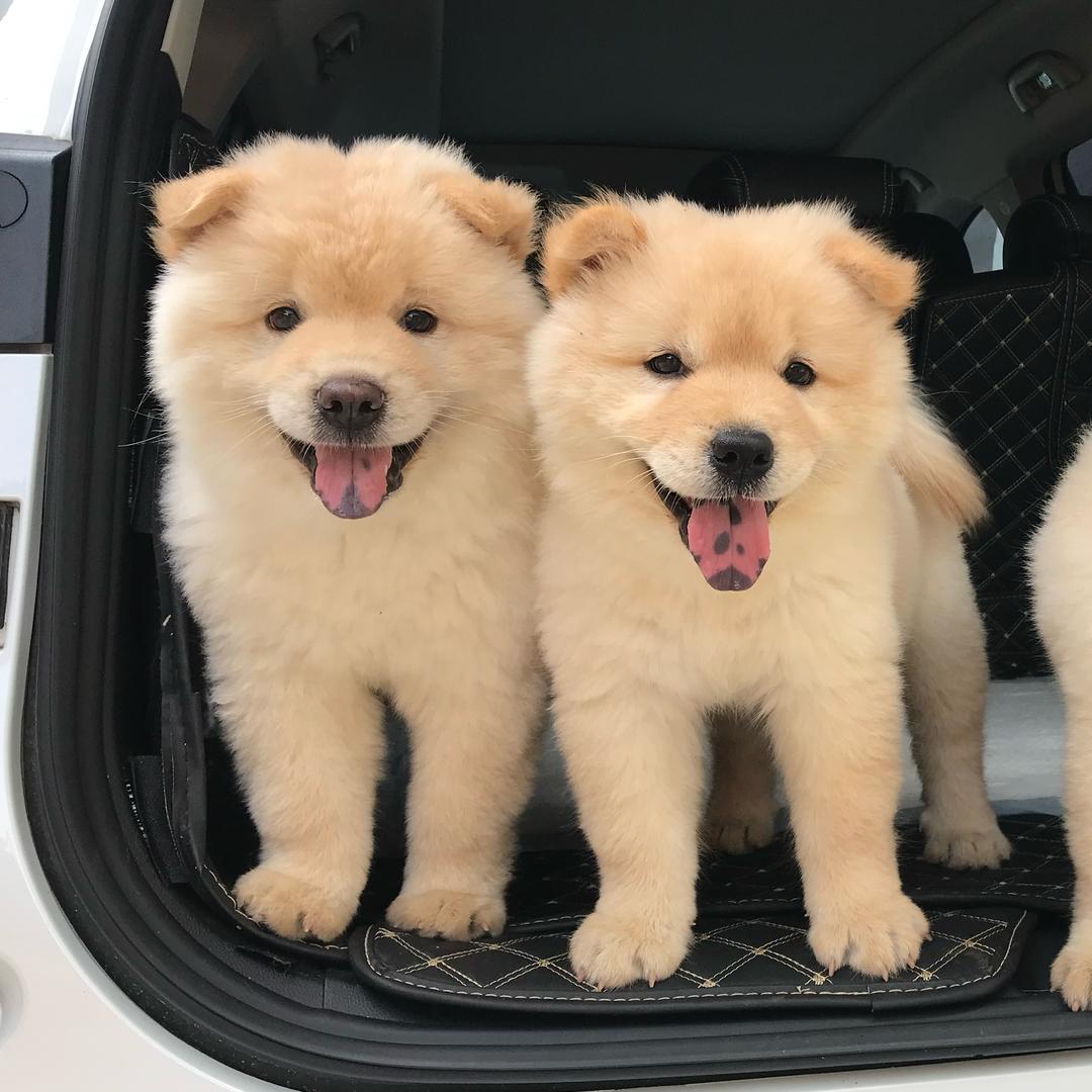 广西梅姐田园犬之家