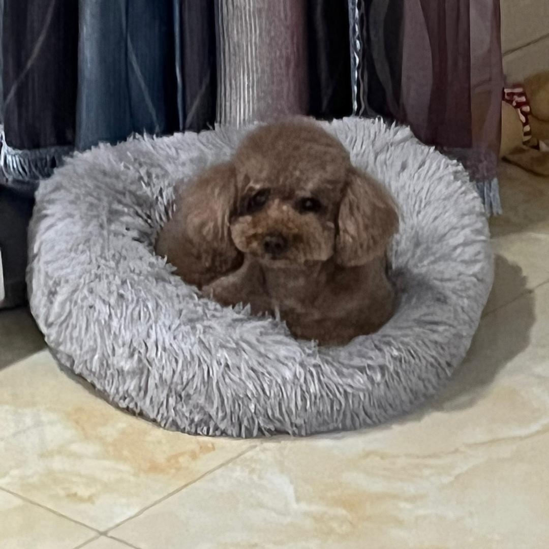 红岩家有小萌宠