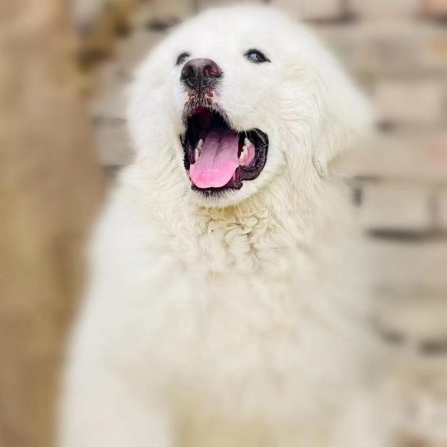 宜宠宠物寄养中心