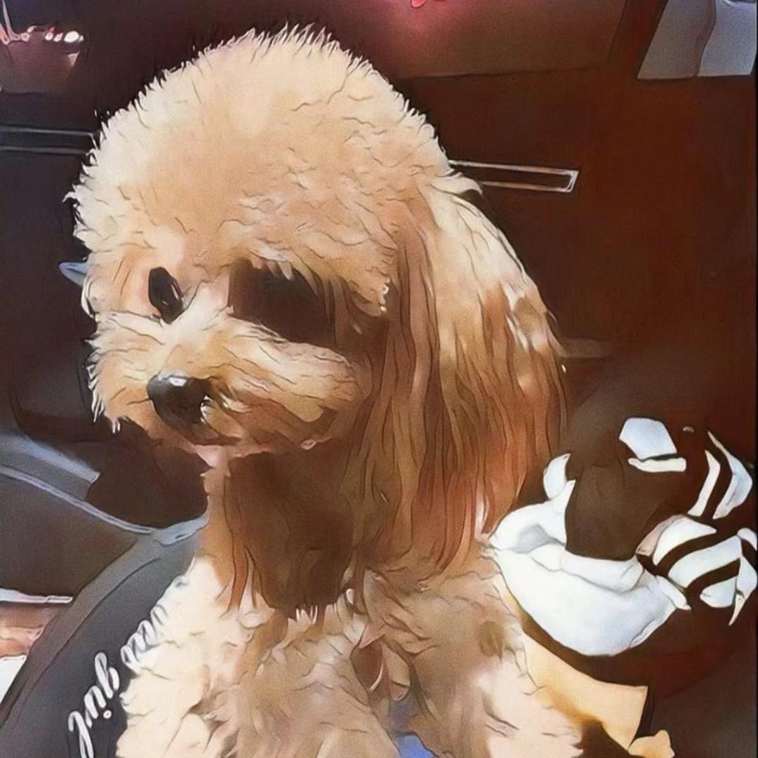 毛豆是个小泰迪吖🐶