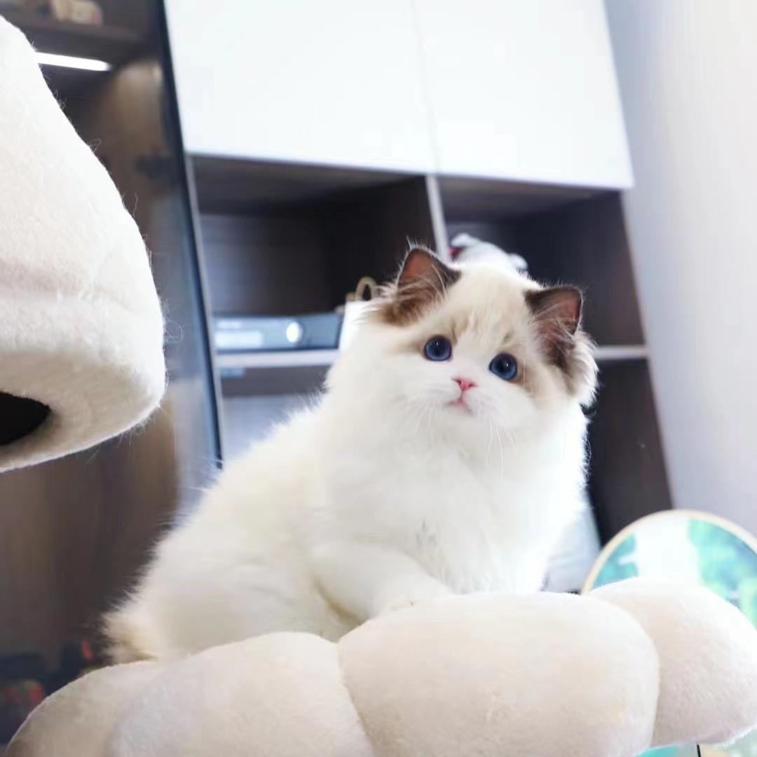 小猫猫宠物收猫收狗