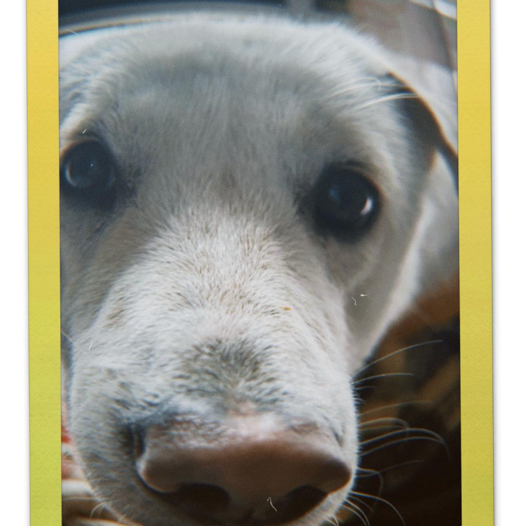 道格拉斯·犇犇