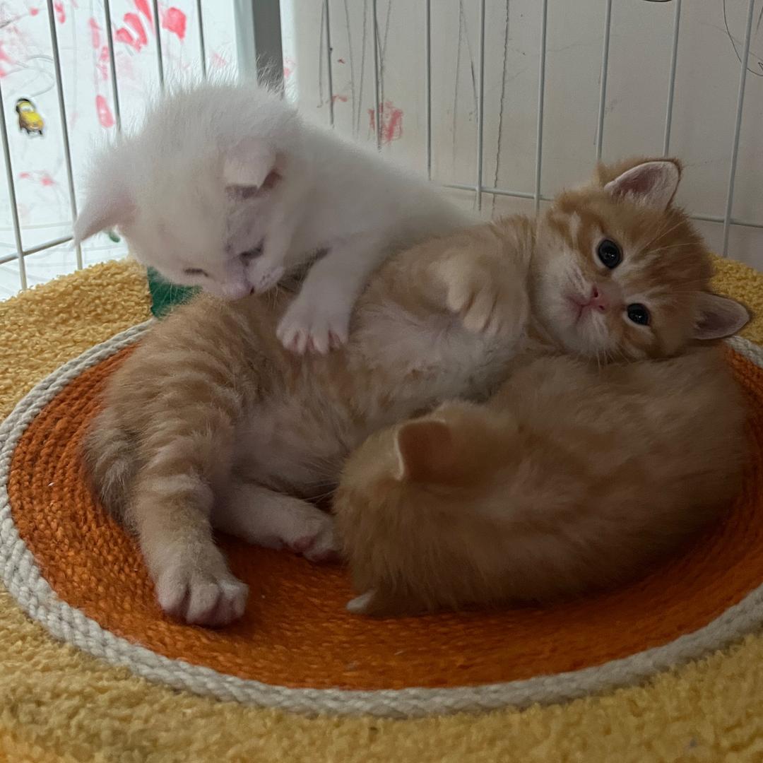 有喵