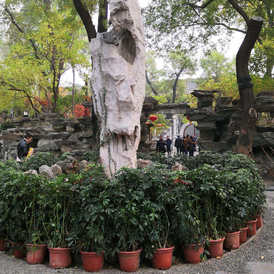 苍月小毛