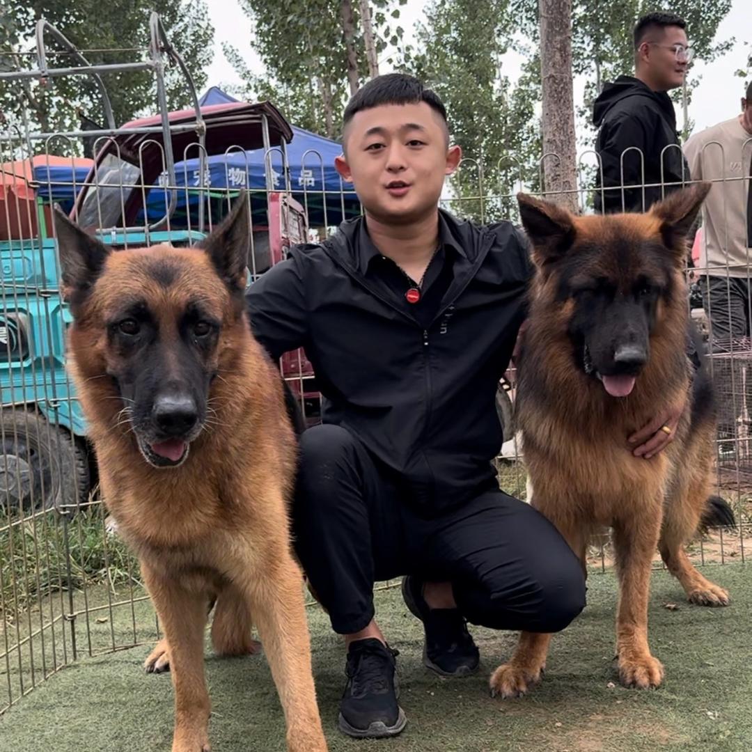 宠物情报站 阿阳