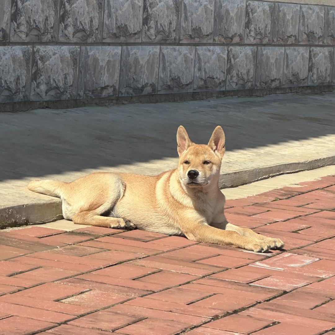 罗城九九宠物