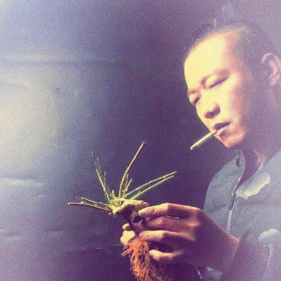 朽木微盆栽