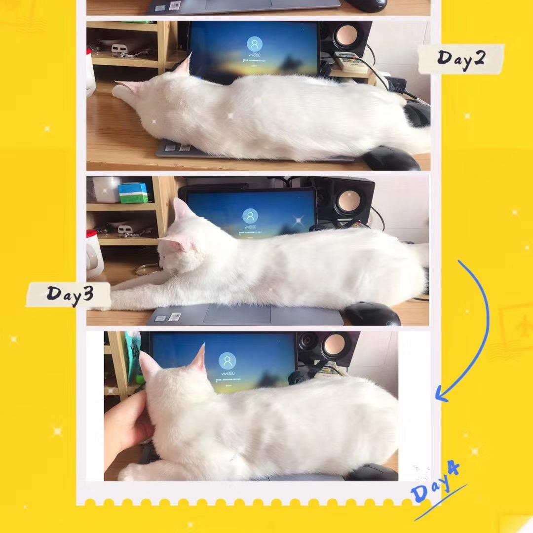 卖极氪的Money🐱