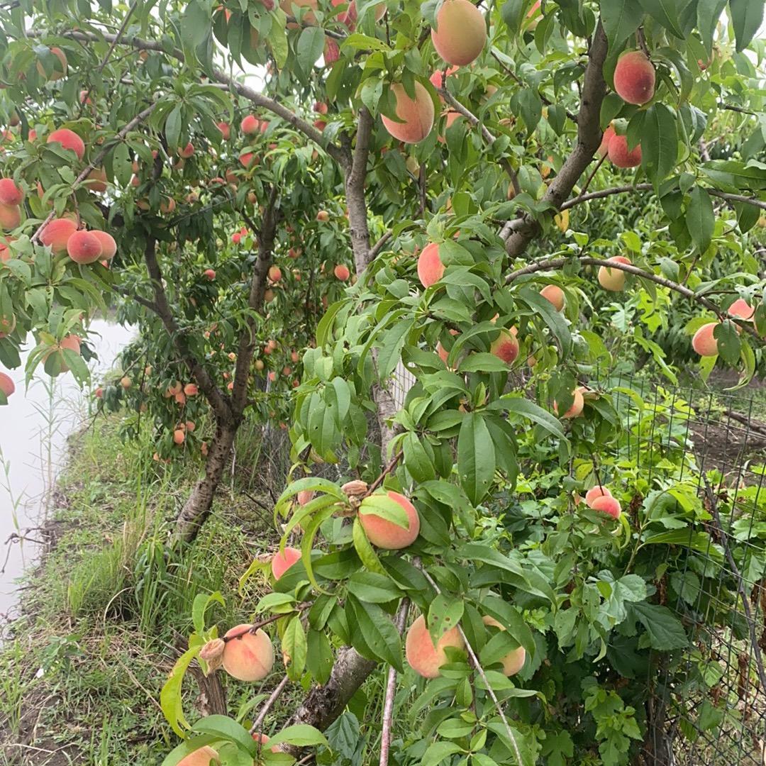 桃🍑子