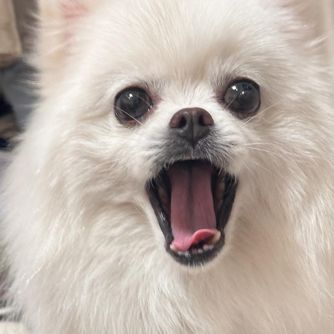 不爱笑的地包天小狗