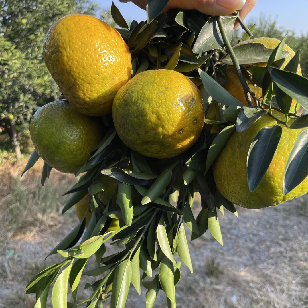 逸香陈（自家果园直销）陈皮批发