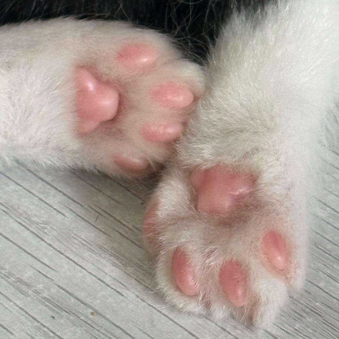 脚