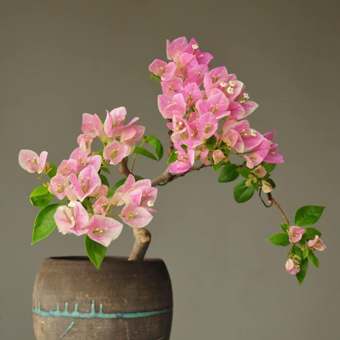 花草学长