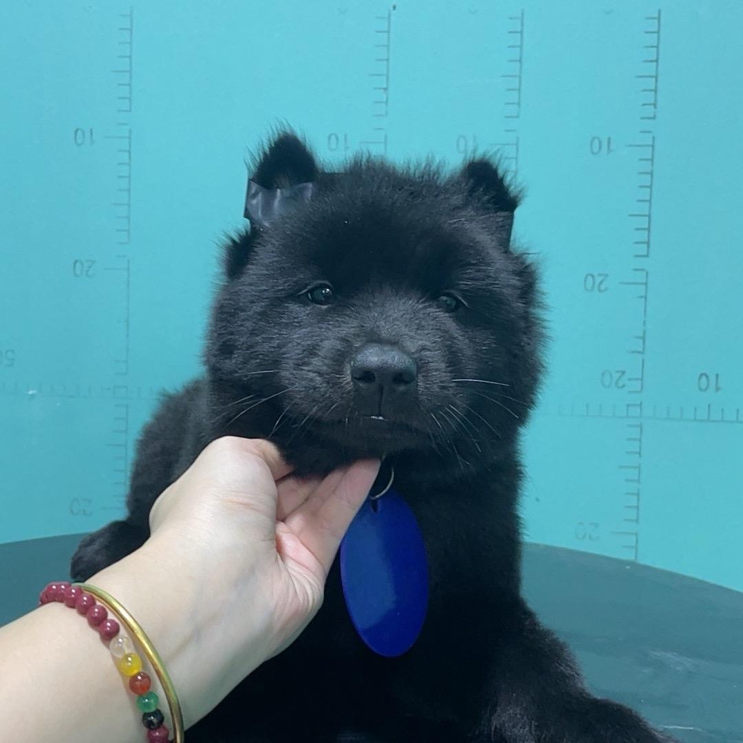 五黑犬专业户
