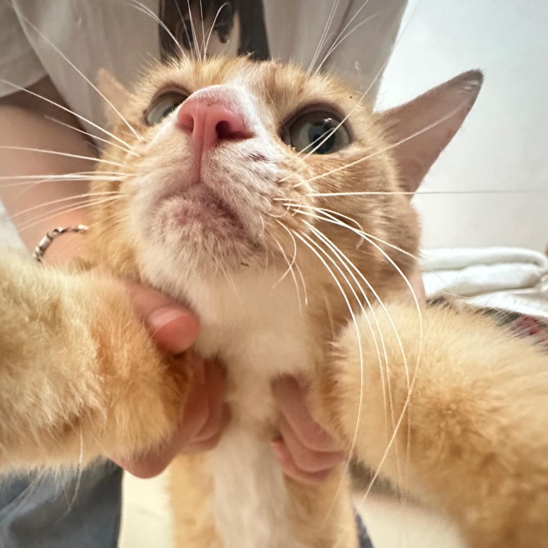 所仔