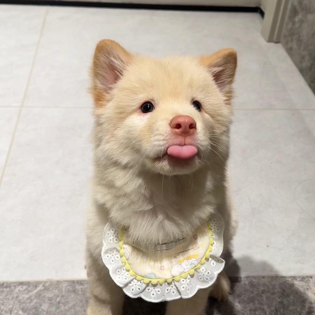 田园犬小宝宝(代淘)
