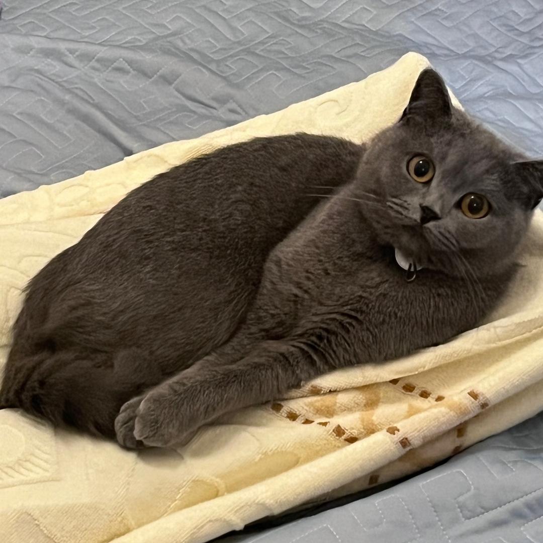 猫猫咪ᘇᘏᗢ