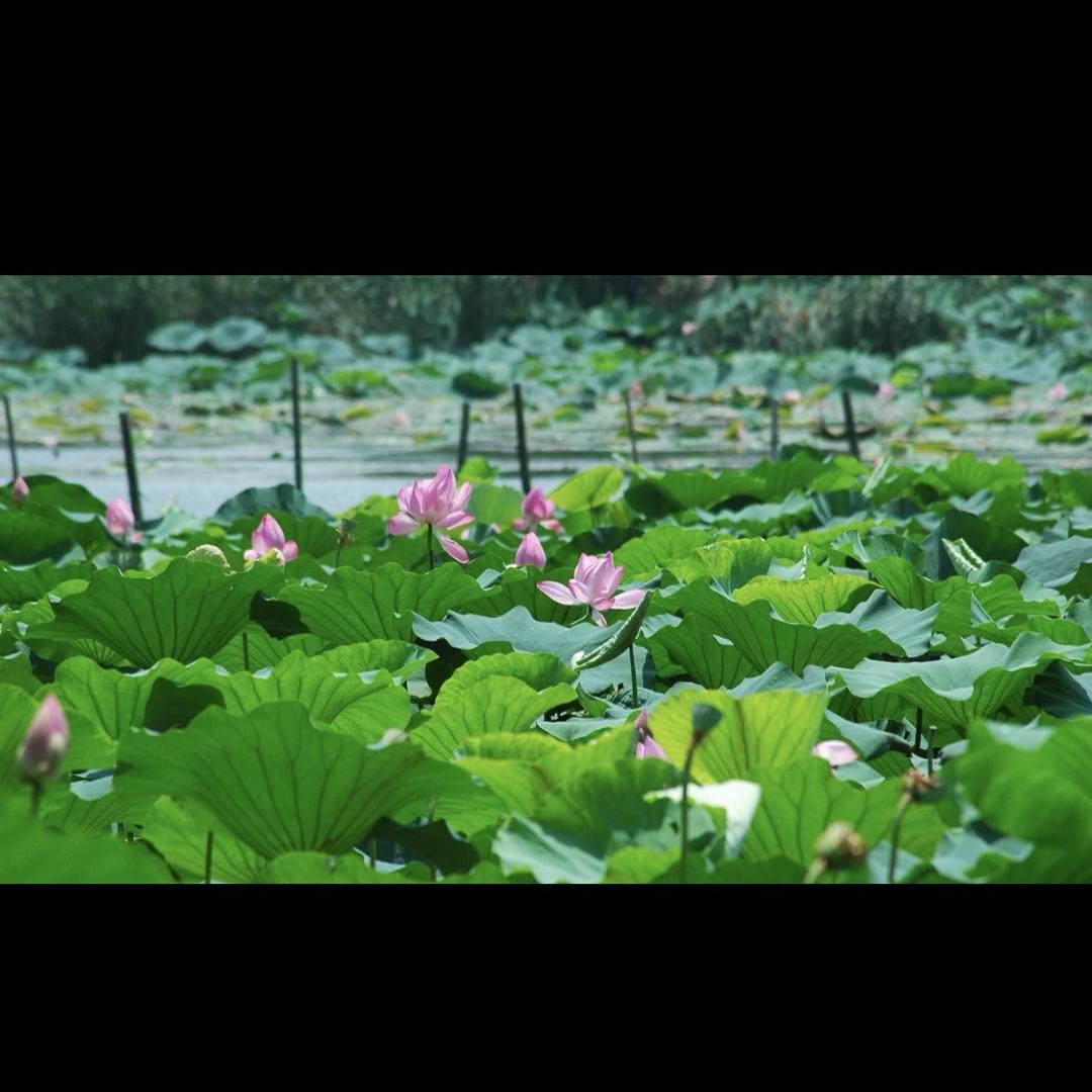 微山湖严选
