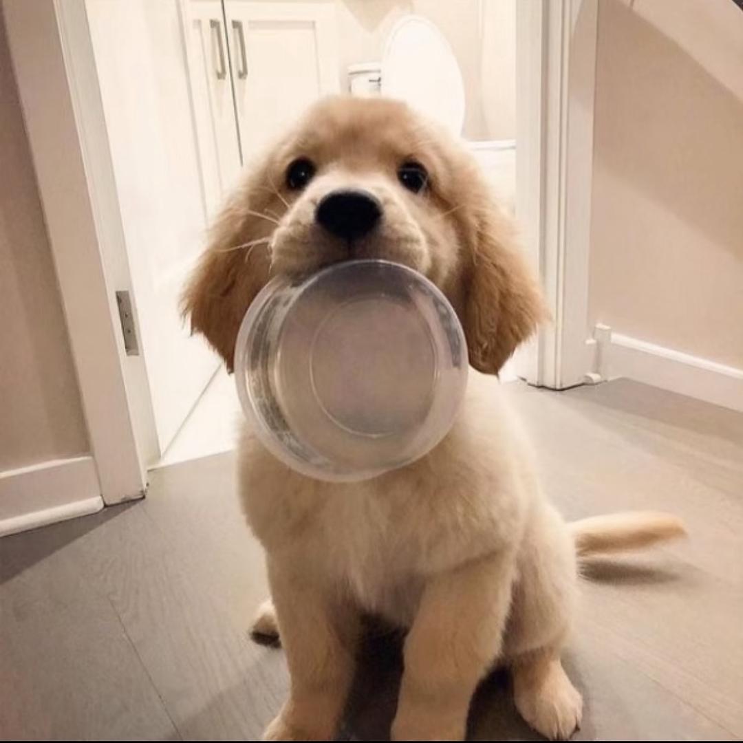 🐾