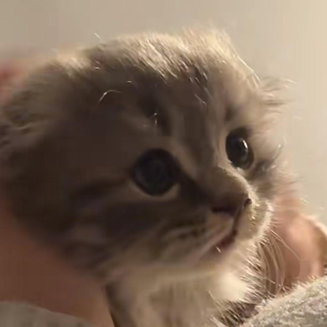 百无禁忌喝奶茶ღ