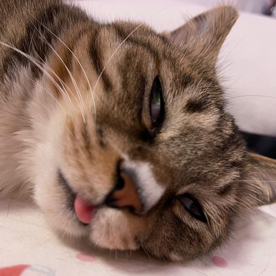 阿狗是只猫🤨