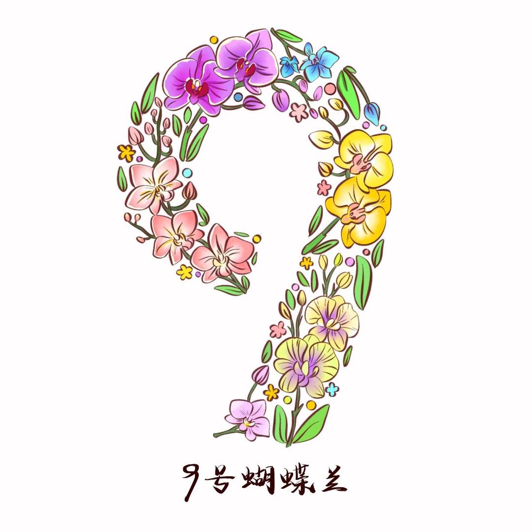 9号蝴蝶兰