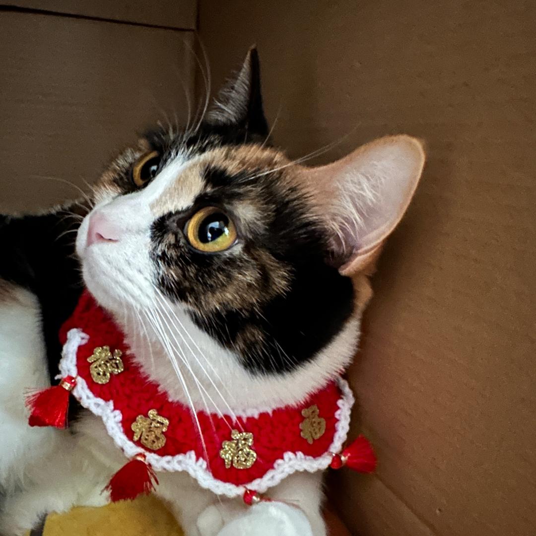 三花铲屎官🐱