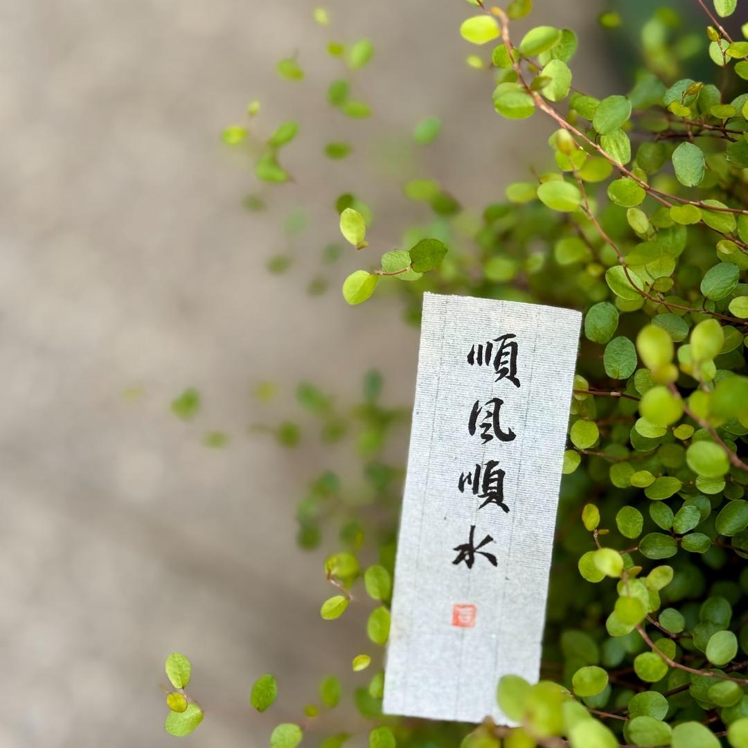 發發發財財