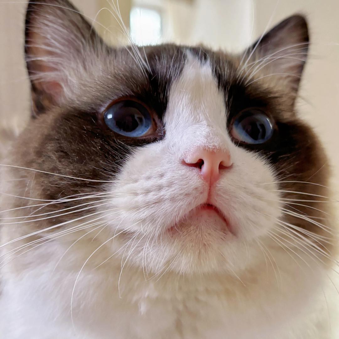 阿布是只招财猫