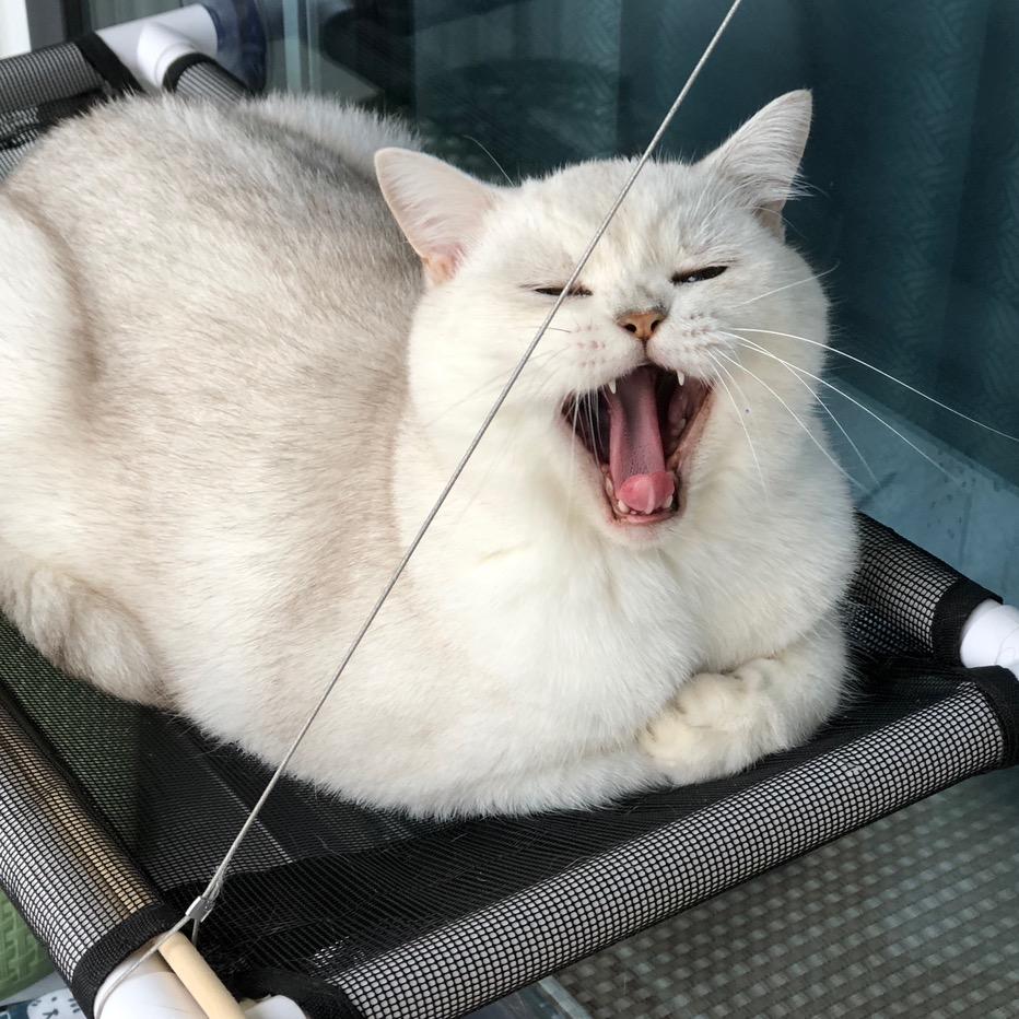 小小黄.