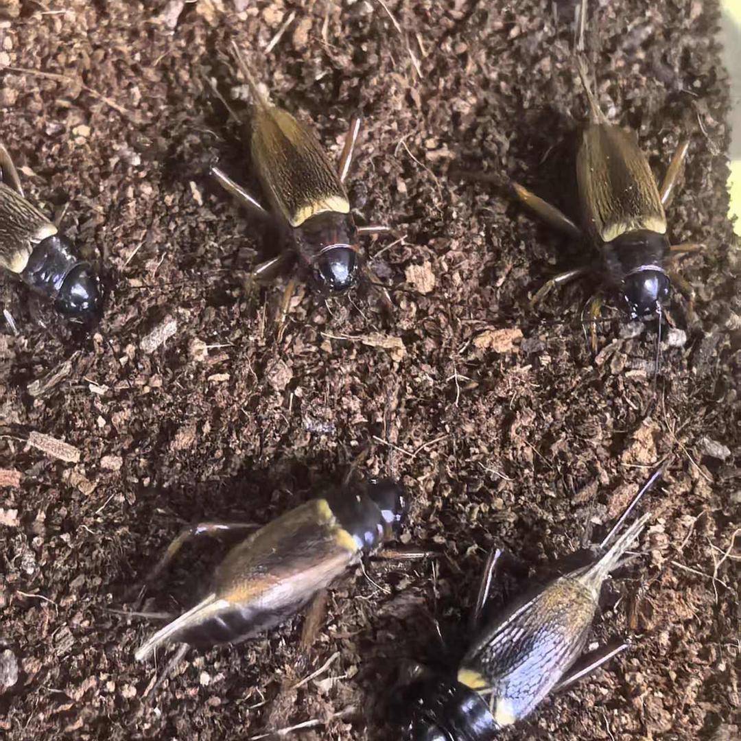 盛乾泰禾九香虫繁育基地