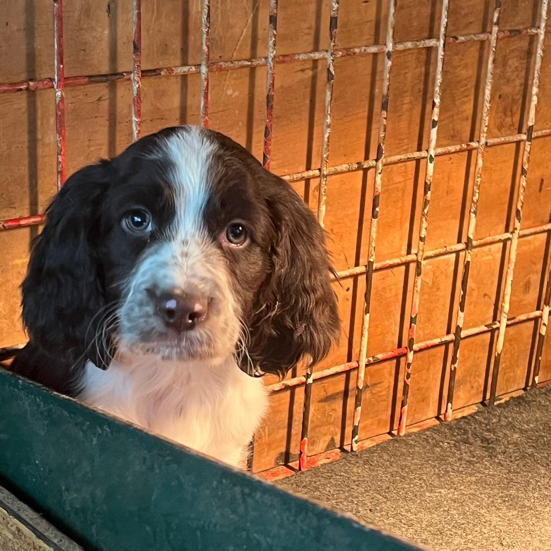 云南史宾格边牧犬舍