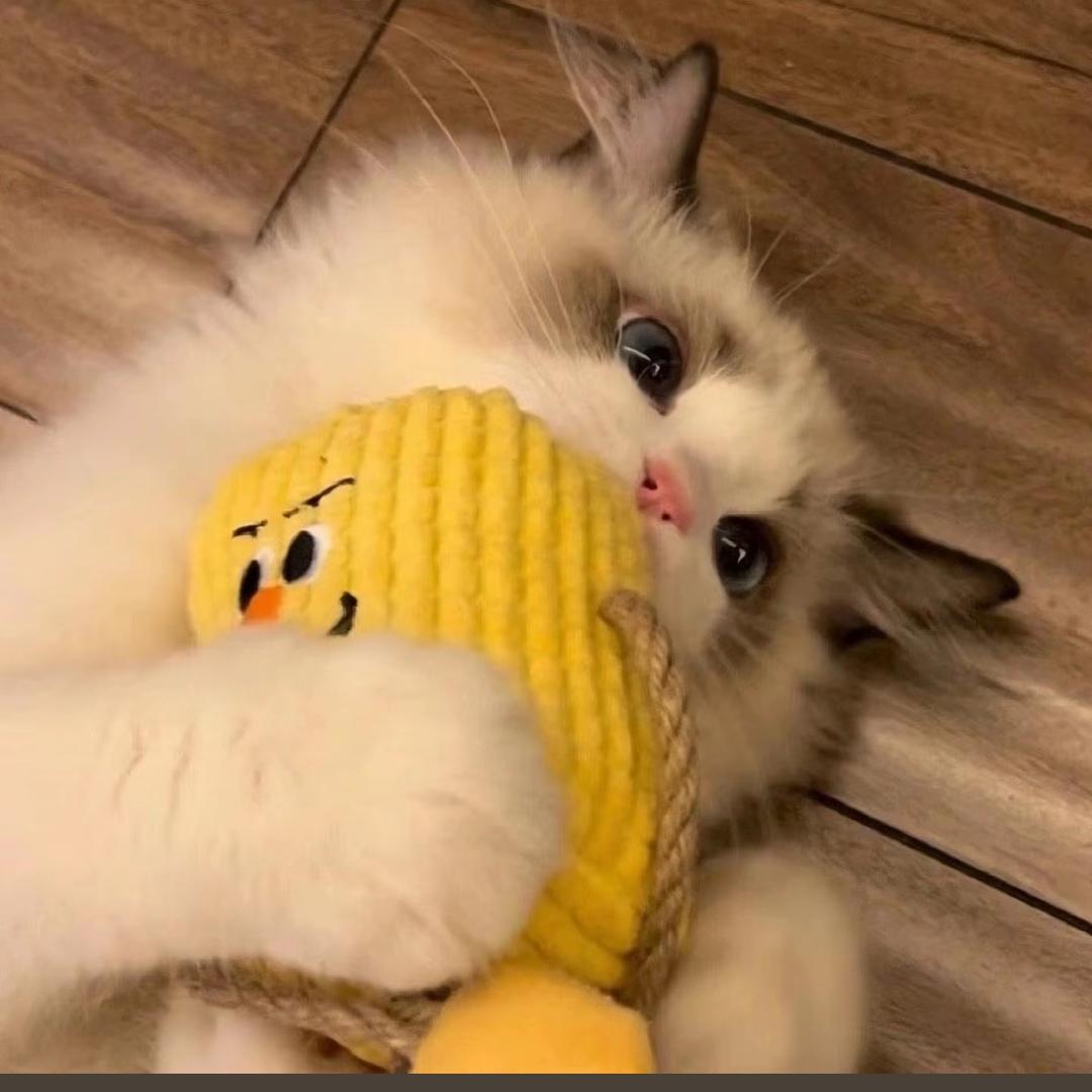 小᳐猫大王᳐੭