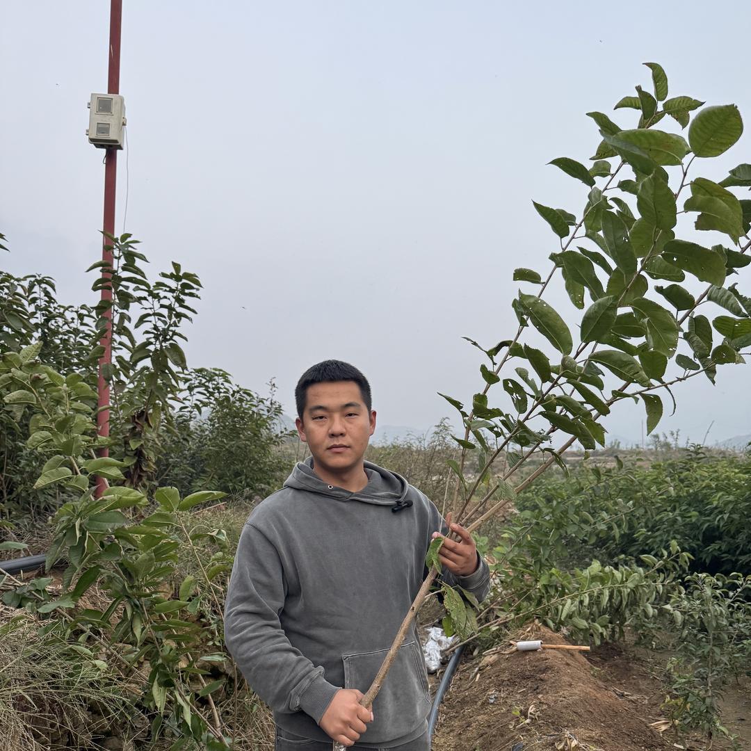 寄春JICHUN强美果树苗木专卖店