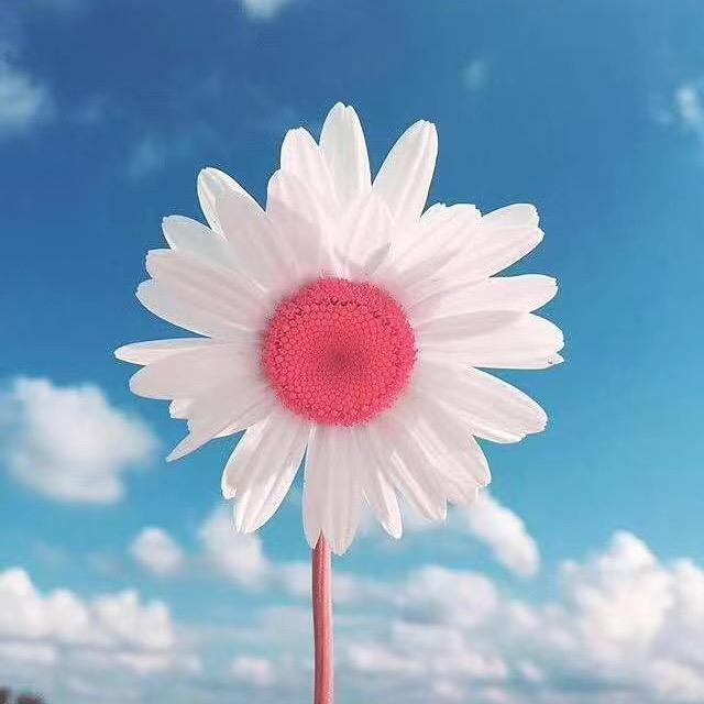 原雪头像