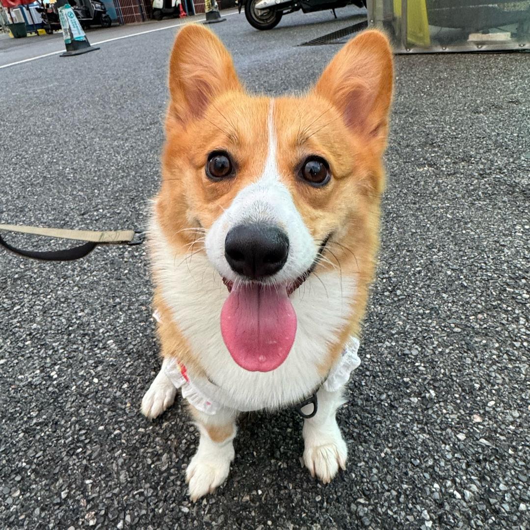 噗噗是个吃货基