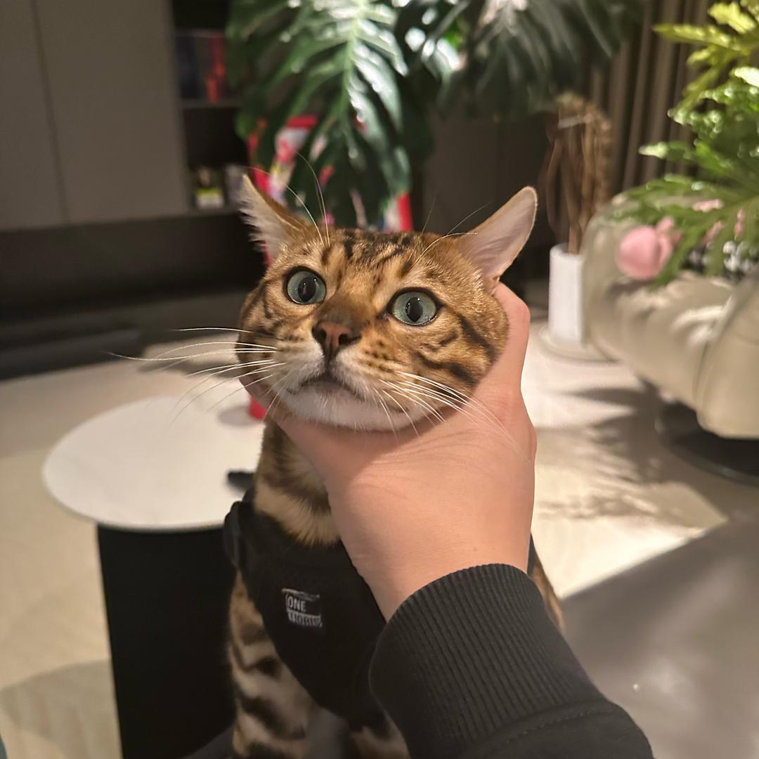 豹猫钱钱