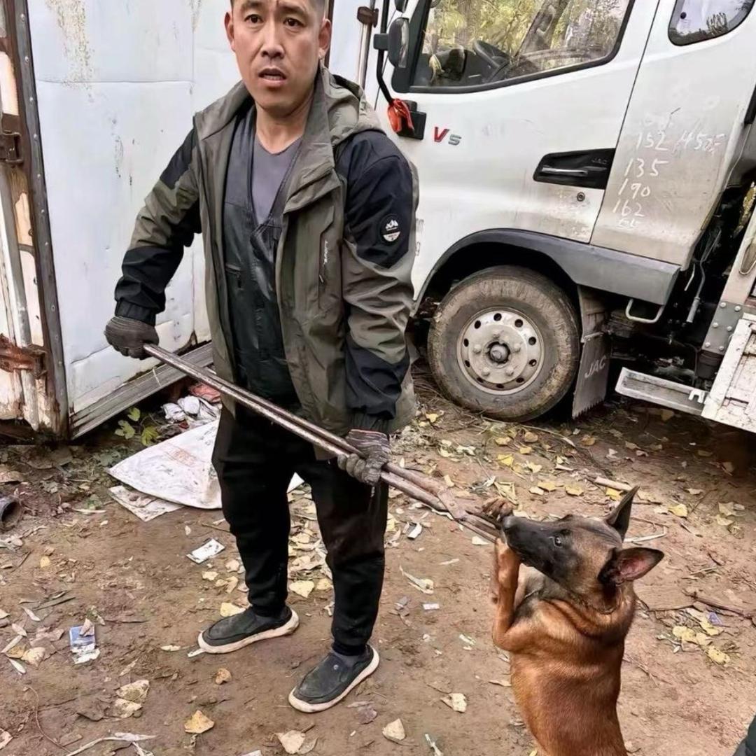 山东套狗王（全山东可套）