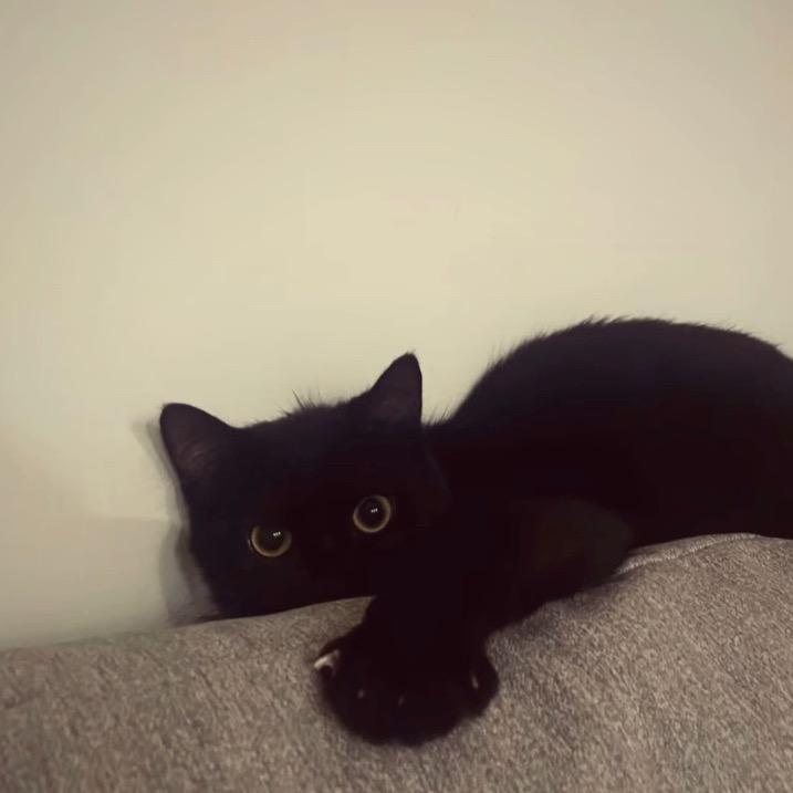 江南😼