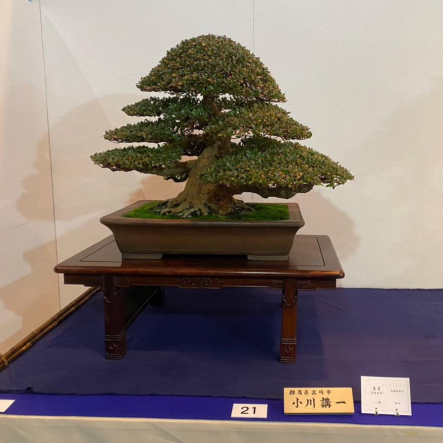 可比杜鹃盆景园