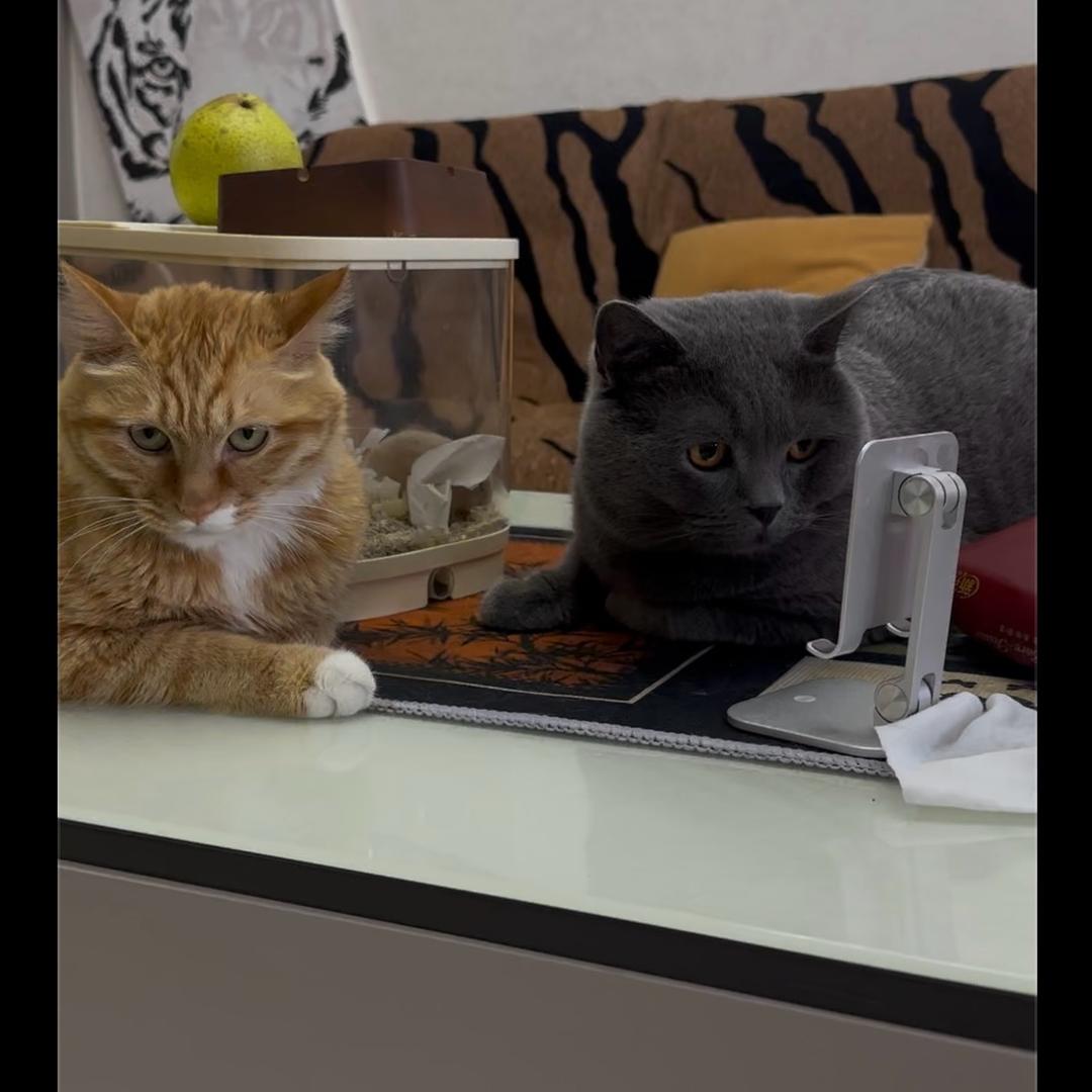 “猫和老鼠”
