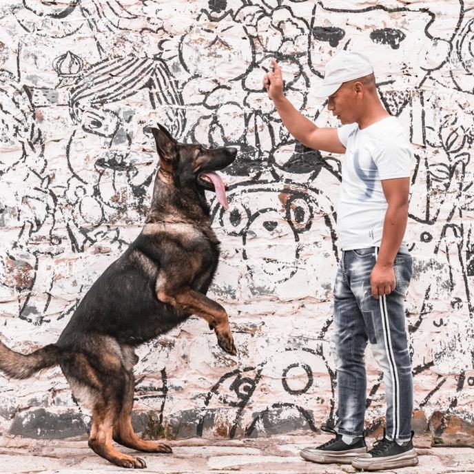 西藏德萨犬舍