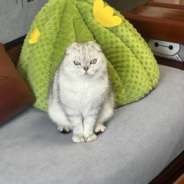 张楼楼呀