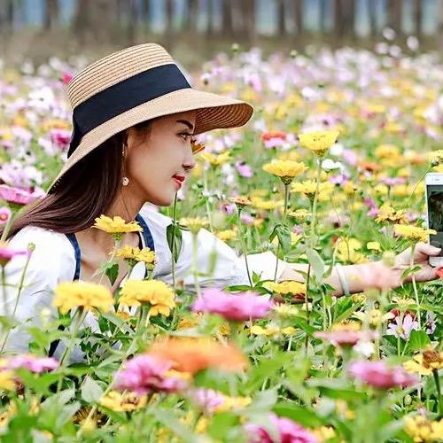 织女花种园艺