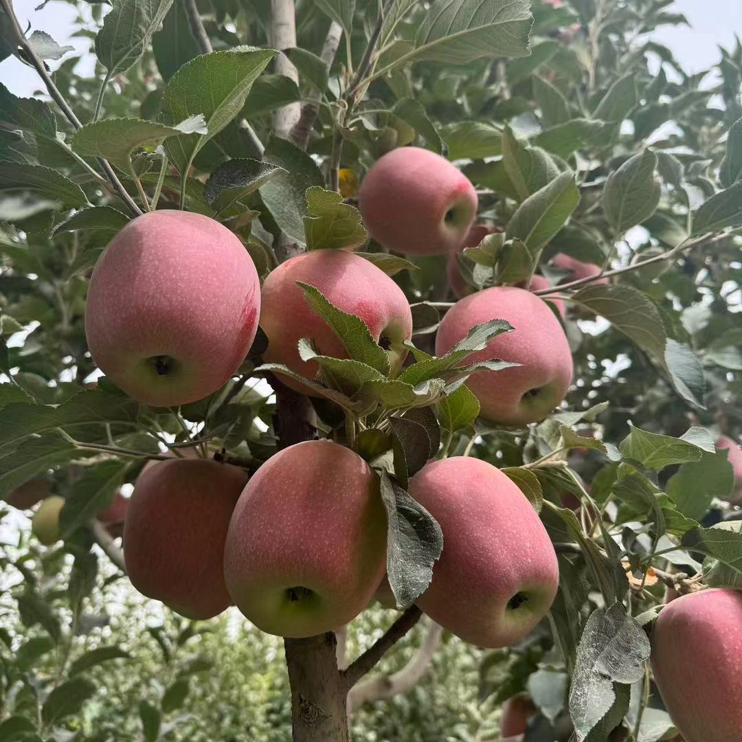 正宗阿克苏苹果🍎