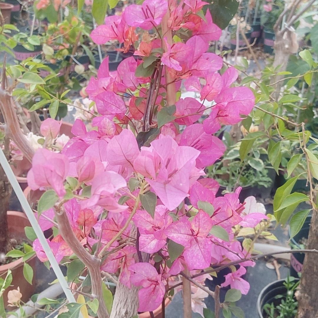 许大壮三角梅花卉