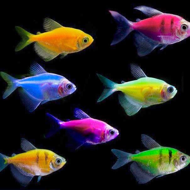 乐游水族观赏鱼