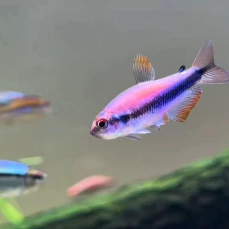 灯科鱼之家