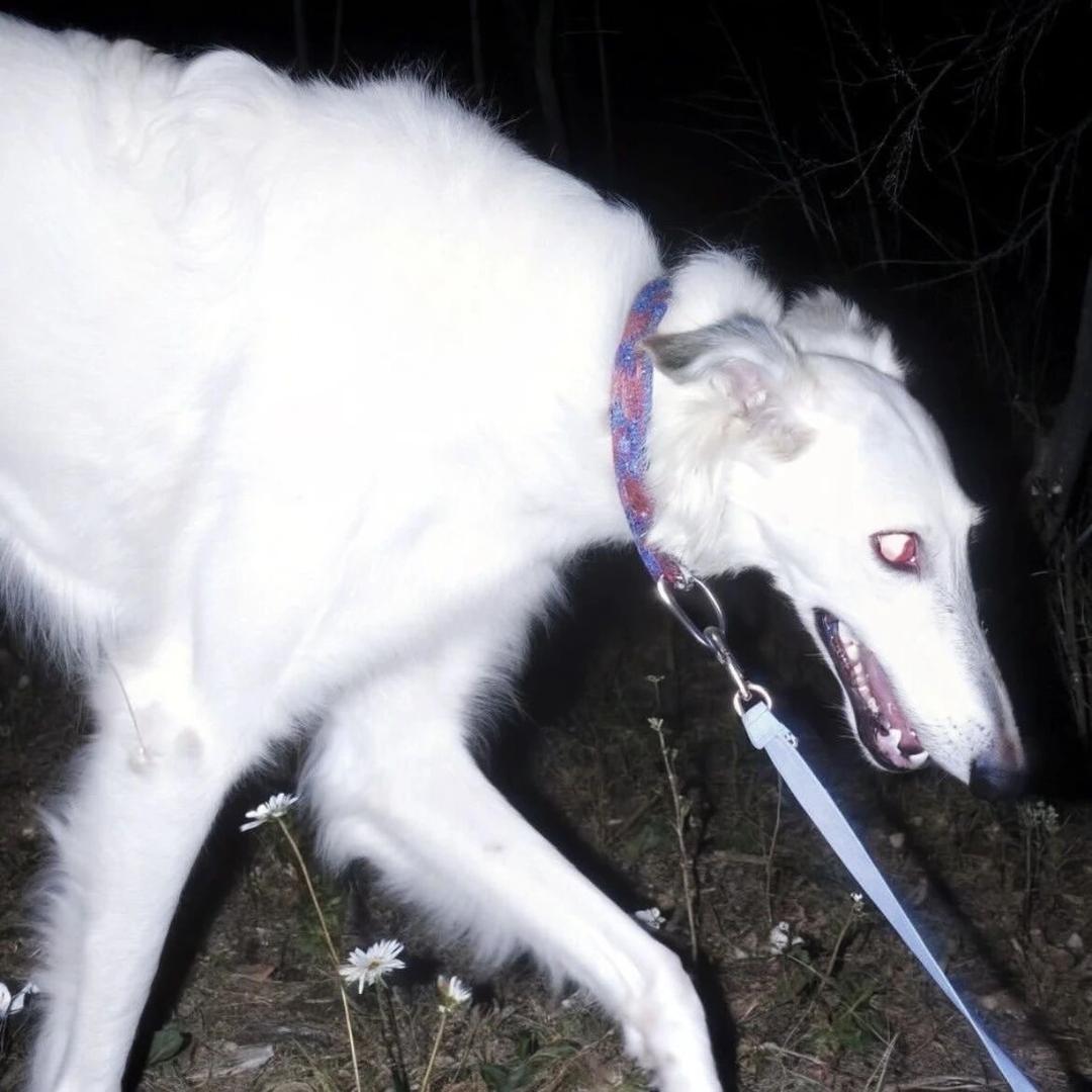 溶解剂之猛龙过江