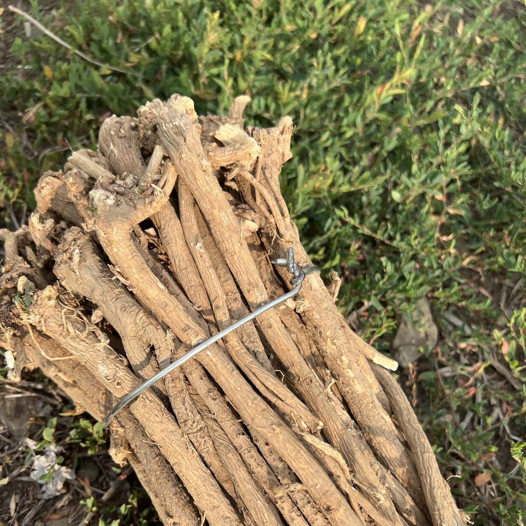 贝贝滋补专营店